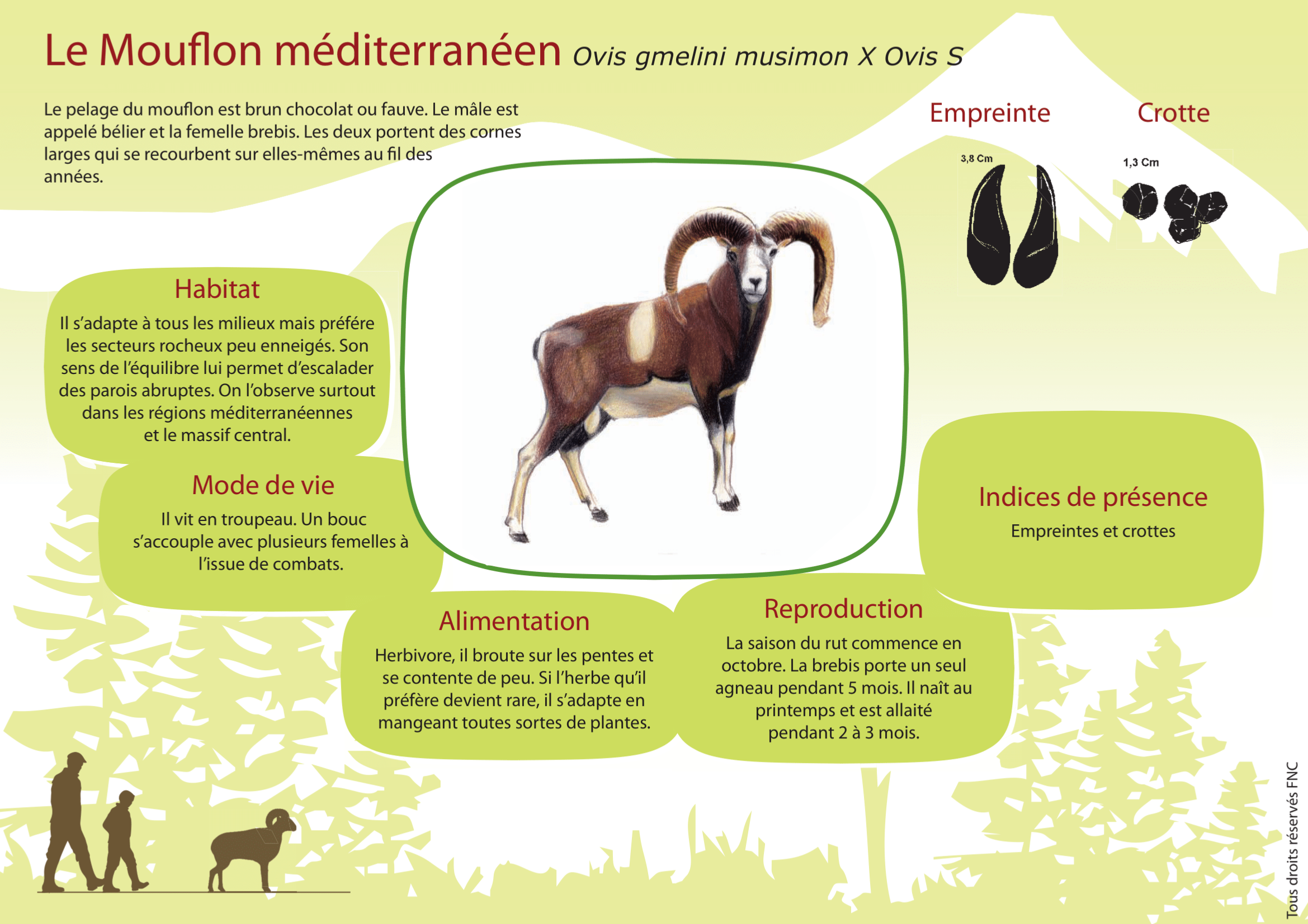 Le Mouflon méditerranéen